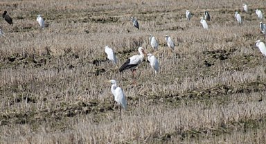Leylekler Kızılırmak Deltası’na erken döndü
