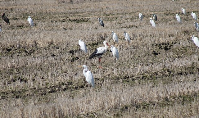 Leylekler Kızılırmak Deltası’na erken döndü