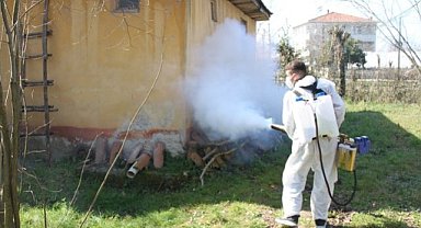 Samsun Çarşamba’da kahverengi kokarca ile mücadele