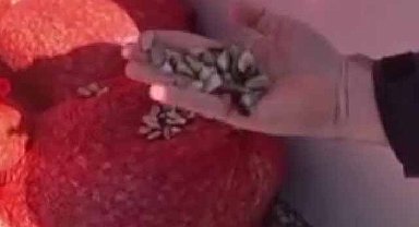 Samsun'da 1 tondan fazla kaçak midye ele geçirildi