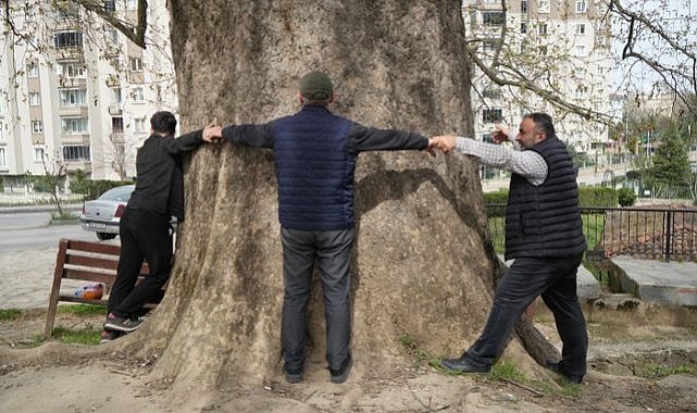 Samsun'da 6 asırlık ağaç ve değirmen Çarşamba'yı güzelleştiriyor