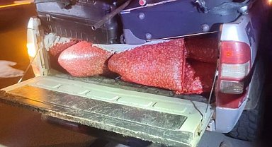 Samsun'da 600 kilo kaçak kum midyesi ele geçirildi