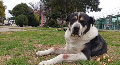 Samsun'da binlerce hayvana kuduz aşısı yapıldı