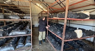 Samsun'da bodrumda başladığı mantar üretiminde şimdi taleplere yetişemiyor