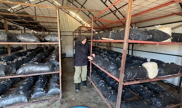 Samsun'da bodrumda başladığı mantar üretiminde şimdi taleplere yetişemiyor