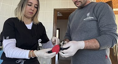 Samsun’da ilk kez kız kuşu tedavi altına alındı!