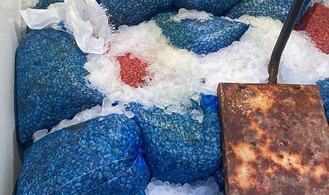 Samsun'da  kaçak midye operasyonu