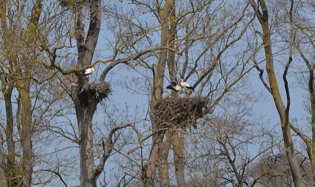 Samsun'da Leylek Ormanı apartmanı gibi yuvalarla renklendi
