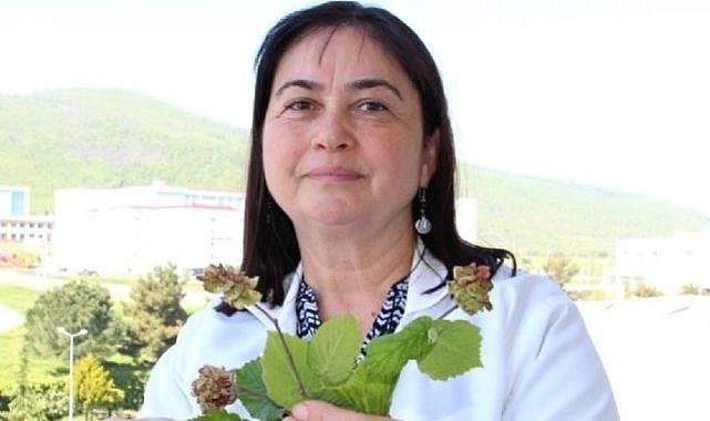 Samsun'da profesörden uyarı fındık zararlısı kozalak uyarısı!