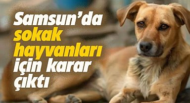 Samsun'da sokakta yaşayan hayvanlar için karar çıktı