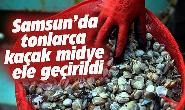 Samsun'da şüpheli araçtan 2 ton kaçak midye çıktı