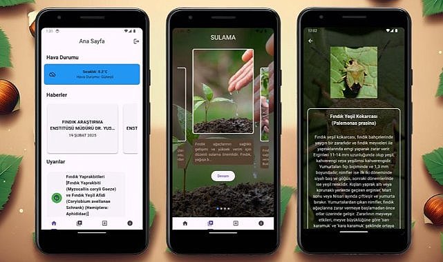 Samsun Üniversitesi’nden fındık üreticilerine yapay zeka destekli mobil uygulama