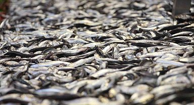 Sezonu bitmek üzere olan hamsi 150 liradan satışta