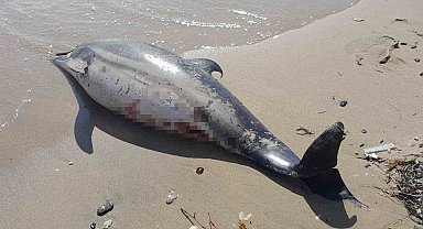 Sinop'ta bir gün arayla 2. ölü yunus karaya vurdu
