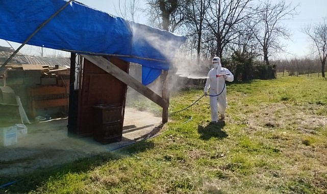 Terme'de kahverengi kokarca ile mücadele