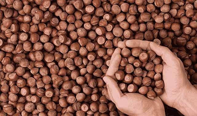 11 Nisan fındık fiyatları ne kadar?