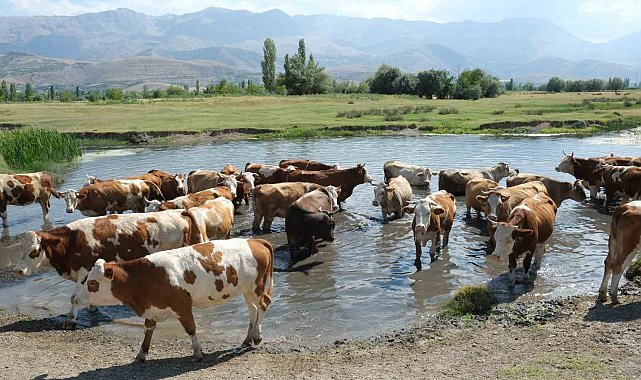 60 bin TL maaşla çoban bulamayınca çözümü nöbetleşmekte buldular