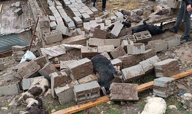 Ahır çöktü! 25 küçükbaş hayvan telef oldu