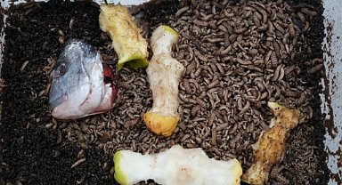 Atıkla beslenen böcek! Siyah asker sineği