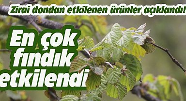 Bakan Yumaklı açıkladı! Zirai dondan etkilenen ürünlerin başında geliyor
