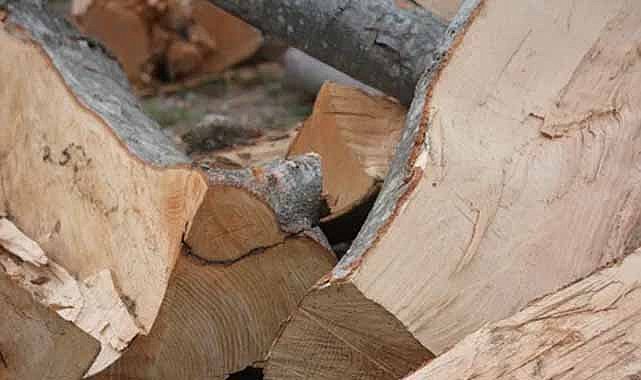 Başına ağaç parçası düşen orman işçisi yaşamını yitirdi