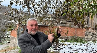 Çorum'da ceviz ağaçlarını don vurdu