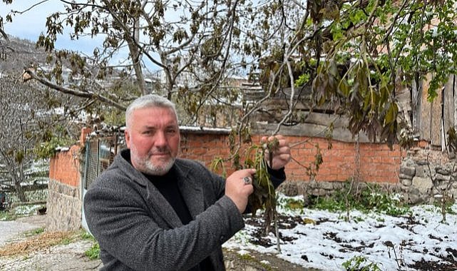 Çorum'da ceviz ağaçlarını don vurdu