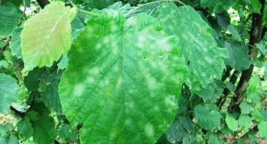 Fındık üreticisine küllenme uyarısı yapıldı! Hastalık belirtileri görüldüğünde yapılması gerekenler