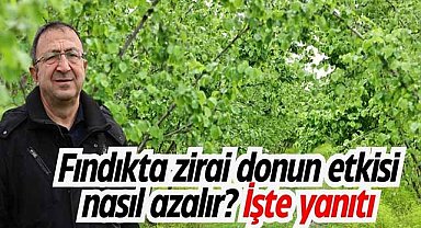Fındıkta zirai donun etkisi nasıl azalır? İşte yanıtı