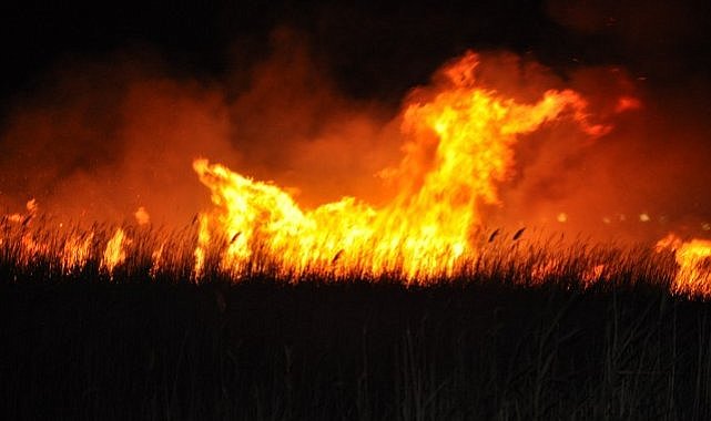 Göksu Deltası'nda yangın çıktı! Arazinin bataklık olması ekipleri zorluyor
