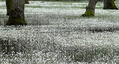 Kızılırmak Deltası'ndaki Galeriç Ormanları su düğün çiçekleriyle kaplandı