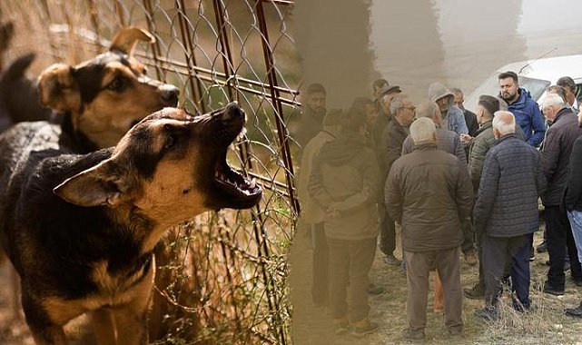 Köylerine köpek barınağı yapılacağını duyan vatandaşlar ayaklandı