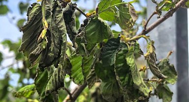 Samsun’da çiftçiler zirai don endişesi taşıyor