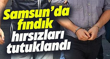 Samsun'da fındık hırsızları tutuklandı