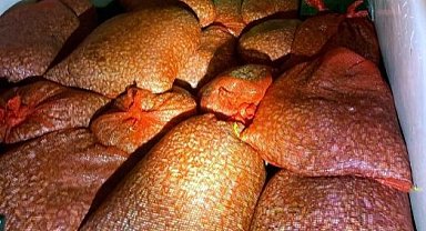 Samsun’da kaçak midye avı! 1 ton midye denize geri bırakıldı