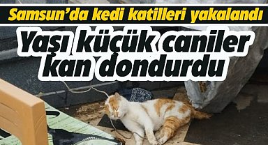 Samsun'da kedi katilleri yakalandı! Acımasıza öldürmüşlerdi