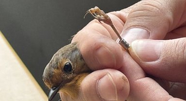 Samsun'da kuşların göç hareketleri küresel ısınmadan etkilendi