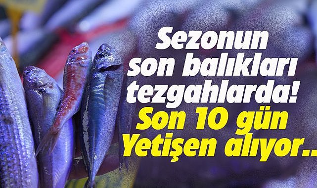 Samsun'da sezonun son balıkları görücüye çıktı! Yetişen alıyor