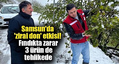 Samsun'da 'zirai don' etkisi! Fındıkta zarar, 3 ürün de tehlikede