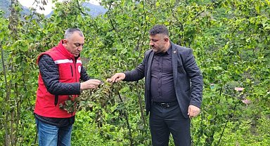Samsun'da zirai don nedeniyle fındıkta hasar çalışması