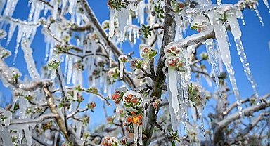 Samsun’da zirai don tarımı vurdu