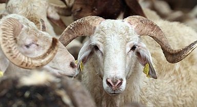 Türk Kızılay'ın vekaletle kurban kesim fiyatı belli oldu! Yurt içi ve yurt dışı fiyatı ne kadar?