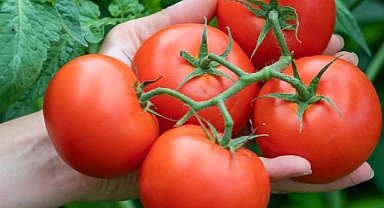 Türkiye’ye sokulmak istenen domates tohumunda virüs tespit edildi