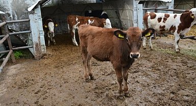 Yağlı süt kaynağı Jersey için yeni projeler Samsun'da hayata geçiyor