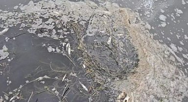 Yeşilırmak Nehri’nde alarm! Toplu balık ölümleri korkuttu