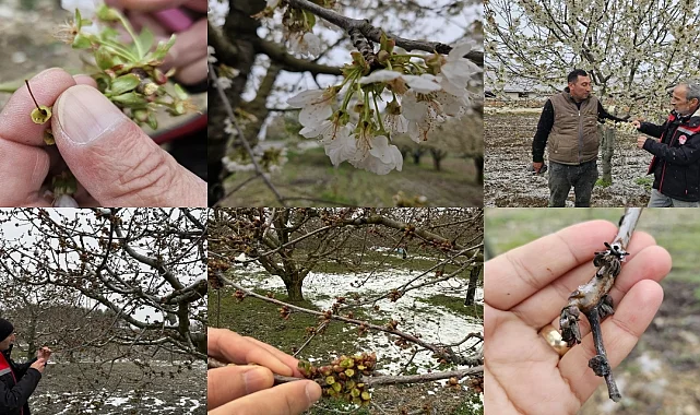 Zirai don zararına karşı ekipler sahada