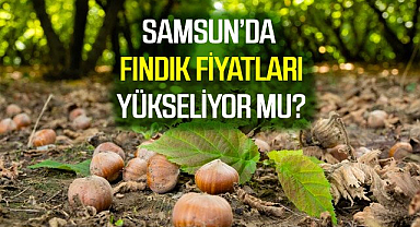 28 Mayıs 2025 Çarşamba Güncel Fındık Fiyatları: Samsun Fındık Fiyatları