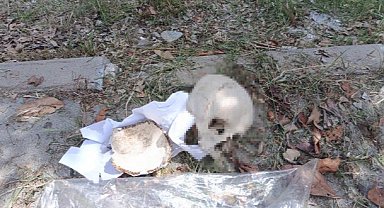Adana'da dehşet anları! Çöp konteynerinden insan kafatası çıktı