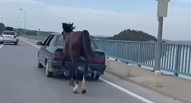 Atı aracına bağlayarak götürdü! Tepki toplayan sürücüye para cezası