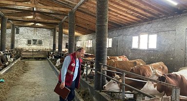 Çarşamba'da şap hastalığına karşı tarama yapıldı